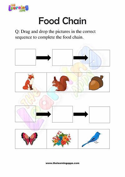 Food-Chain-Worksheets-Grade-3-Activity-6