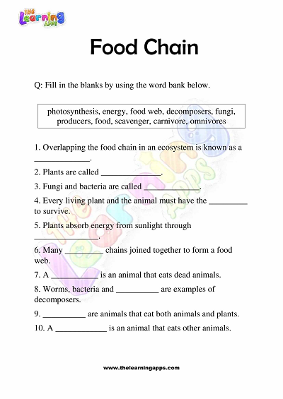 Food-Chain-Worksheets-Grade-3-Activity-8