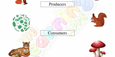 Food-Chain-Worksheets-Grade-3-Activity-9