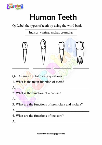 Human-Teeth-Worksheets-Grade-3-Activity-1