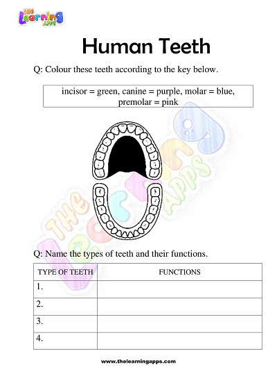 Human-Teeth-Worksheets-Grade-3-Activity-7