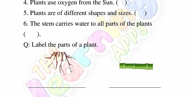 Needs-of-Plants-Worksheets-Grade-3-Activity-3 Needs-of-Plants-Worksheets-Grade-3-Activity-3