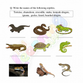 Reptilien-Arbeitsblätter-Klasse-3-Aktivität-5