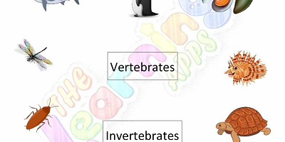 Vertebrates-and-Invertebrates-Worksheets-Grade-3-Activity-4 Vertebrates-and-Invertebrates-Worksheets-Grade-3-Activity-4