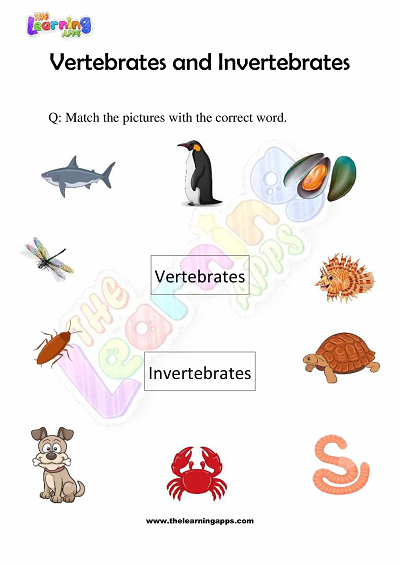 Vertebrates-and-Invertebrates-Worksheets-Grade-3-Activity-4