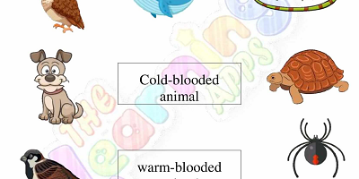 Warm-and-Cold-Blooded-Animals-Worksheets-Grade-3-Activity-2