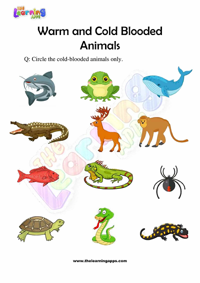Warm-and-Cold-Blooded-Animals-Worksheets-Grade-3-Activity-6