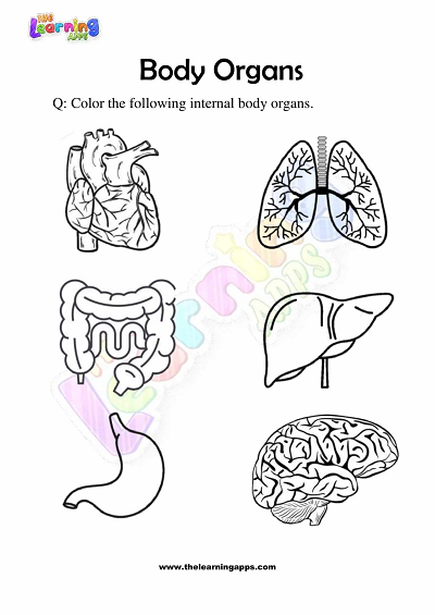 Body-Organs-Worksheets-Grade-3-Activity-1
