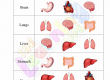Body-Organs-Worksheets-Grade-3-Activity-10