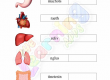 Body-Organs-Worksheets-Grade-3-Activity-5