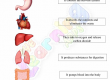 Body-Organs-Worksheets-Grade-3-Activity-6