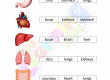 Body-Organs-Worksheets-Grade-3-Activity-9