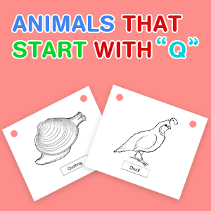 animals-that-start-with-q animals-that-start-with-q