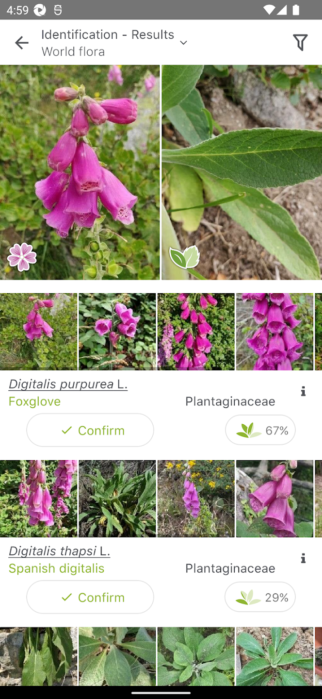 Planteidentifikasjonsapp for barn