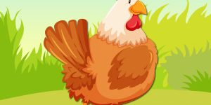 chicken-pet-animal-quiz