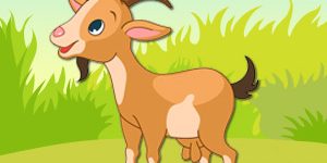 goat-pet-animal-quiz