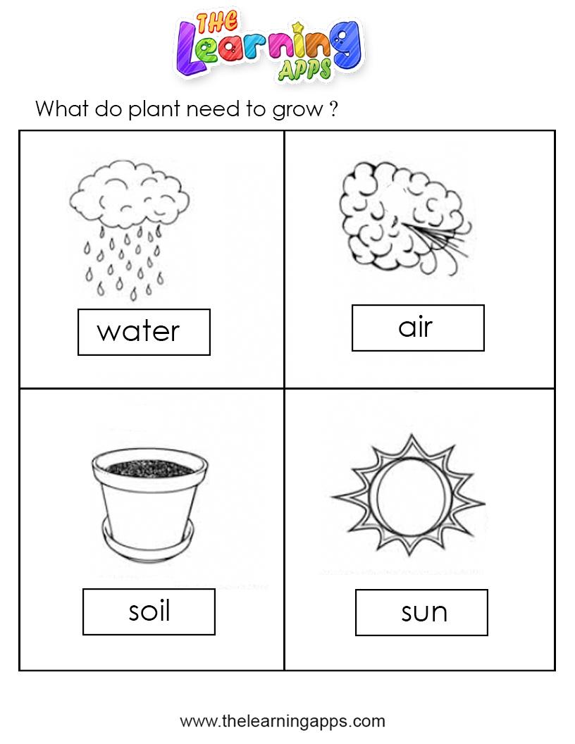 Flora and fauna Worksheets. How Flowers grow Worksheet. How does Flower grow Worksheet. Worksheets cells