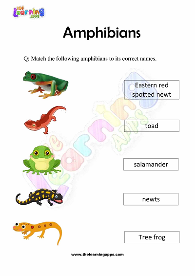 Amphibians Worksheets for Grade 3 – Activity 3
