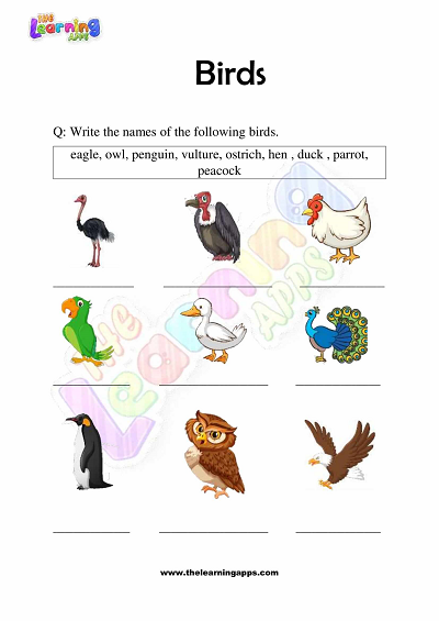 Birds-Worksheets-Grade-3-Activity-2