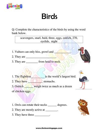 Birds-Worksheets-Grade-3-Activity-5