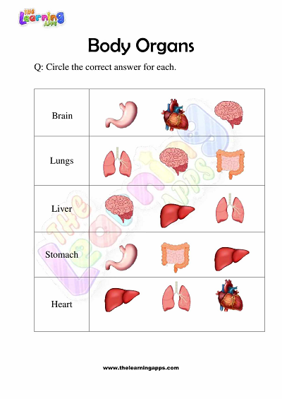 Körper-Organe-Arbeitsblätter-Klasse-3-Aktivität-10
