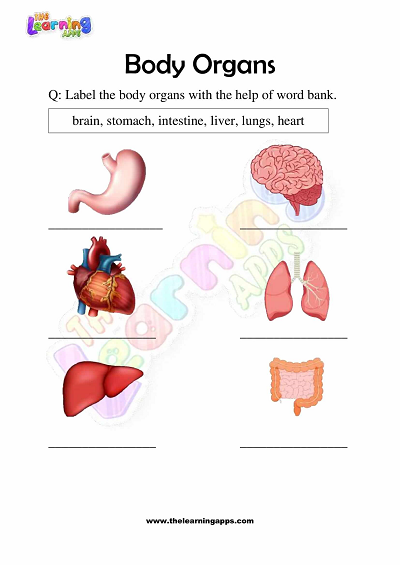 Körper-Organe-Arbeitsblätter-Klasse-3-Aktivität-2