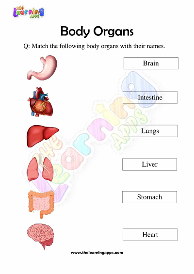 Körper-Organe-Arbeitsblätter-Klasse-3-Aktivität-3
