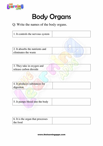 Körper-Organe-Arbeitsblätter-Klasse-3-Aktivität-4