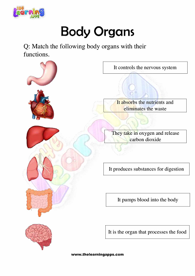 Körper-Organe-Arbeitsblätter-Klasse-3-Aktivität-6