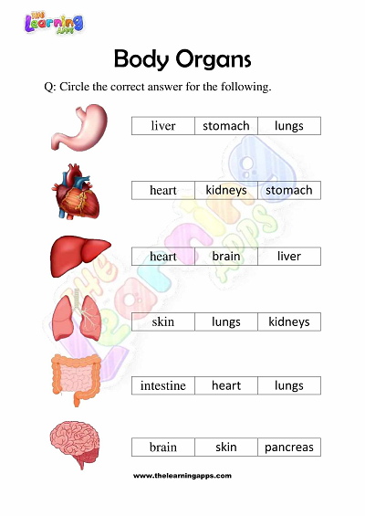 Körper-Organe-Arbeitsblätter-Klasse-3-Aktivität-9