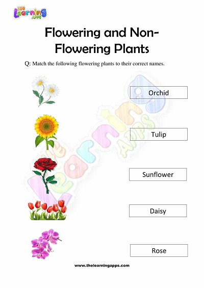 Flowering and Non Flowering Plants Worksheets for Grade 3 - Activity 2