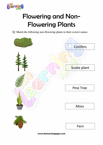 Flowering and Non Flowering Plants Worksheets for Grade 3 - Activity 3