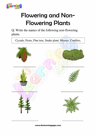 Flowering and Non Flowering Plants Worksheets for Grade 3 - Activity 4