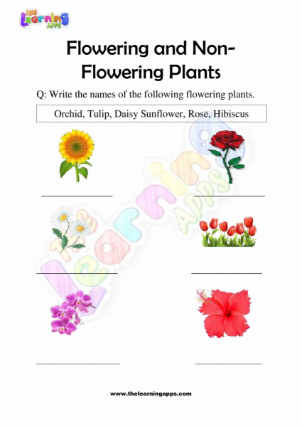 Flowering and Non Flowering Plants Worksheets for Grade 3 - Activity 5