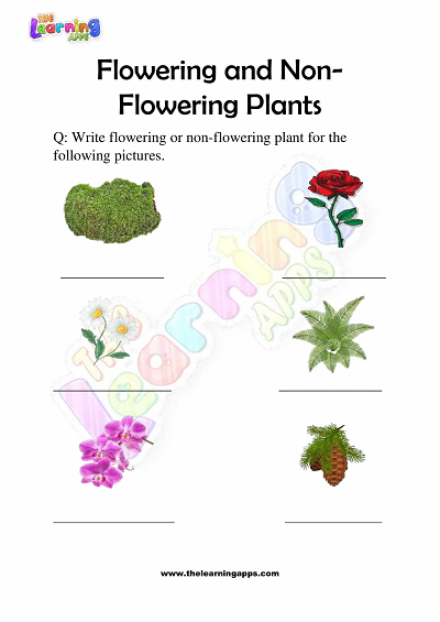 Flowering and Non Flowering Plants Worksheets for Grade 3 - Activity 6