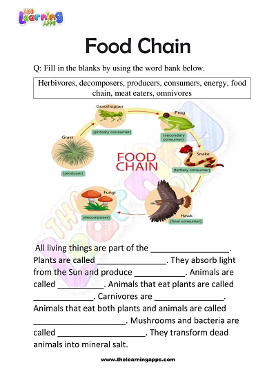 Food-Chain-Worksheets-Grade-3-Activity-1