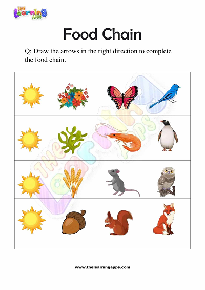Food-Chain-Worksheets-Grade-3-Activity-4