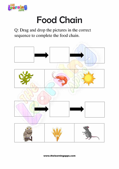 Food-Chain-Worksheets-Grade-3-Activity-5