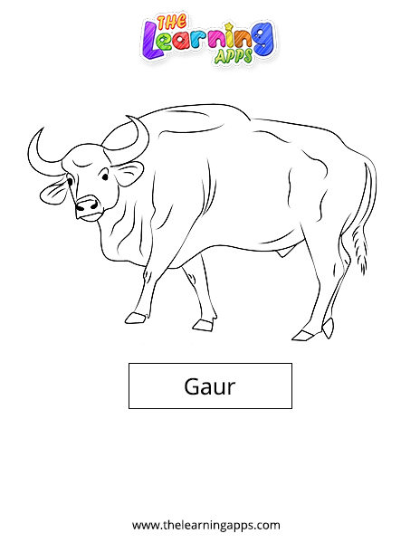 Gaur