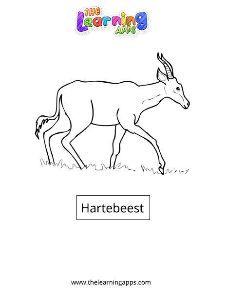 Hartebeest
