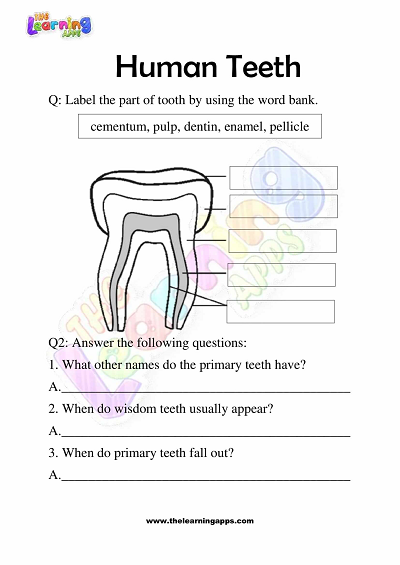 Human Teeth Worksheets for Grade 3 – Activity 2