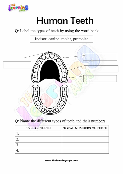 Human Teeth Worksheets for Grade 3 – Activity 6