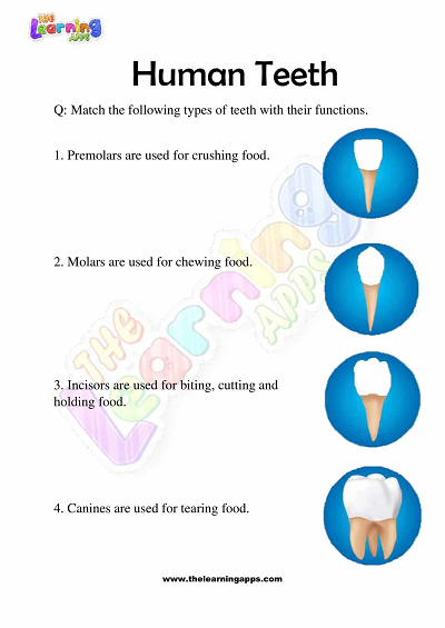 Human Teeth Worksheets for Grade 3 – Activity 9