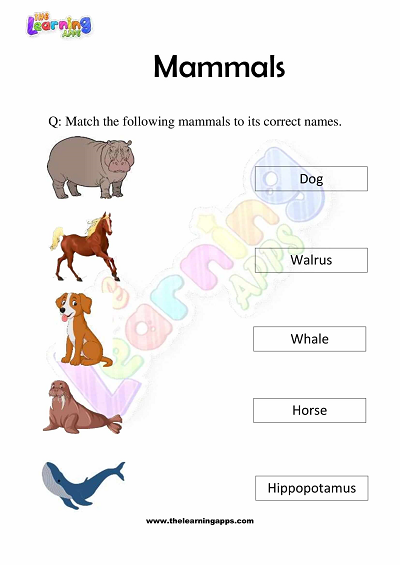 Mammals-Worksheets-Grade-3-Activity-1