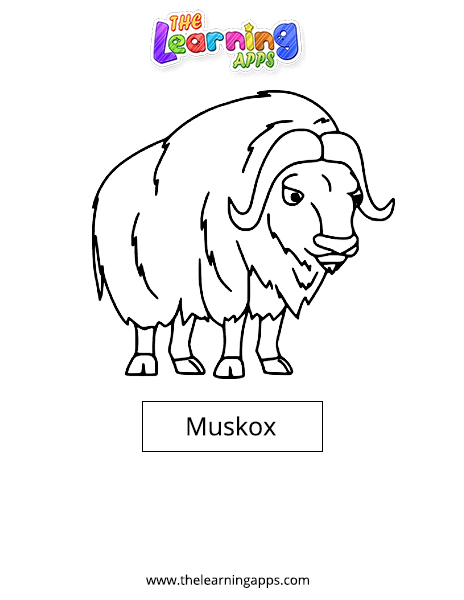 Muskox