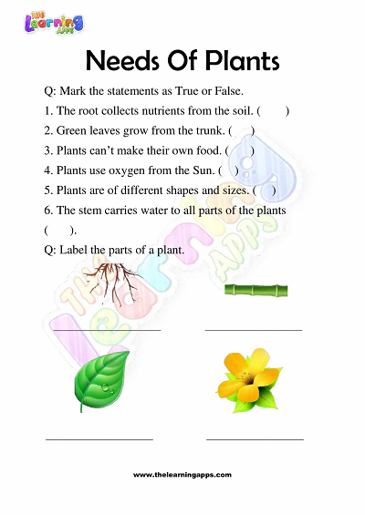 Needs of Plants Worksheets for Grade 3 – Activity 3