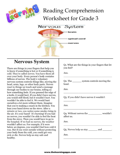Nervous System Comprehension Worksheet