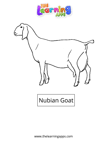Nubian-Ziege