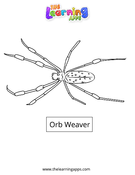 Orb-Weaver