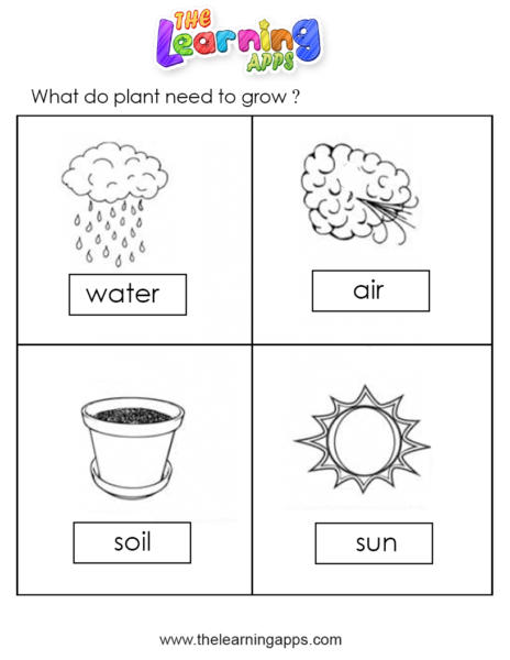 Plant Worksheets 04